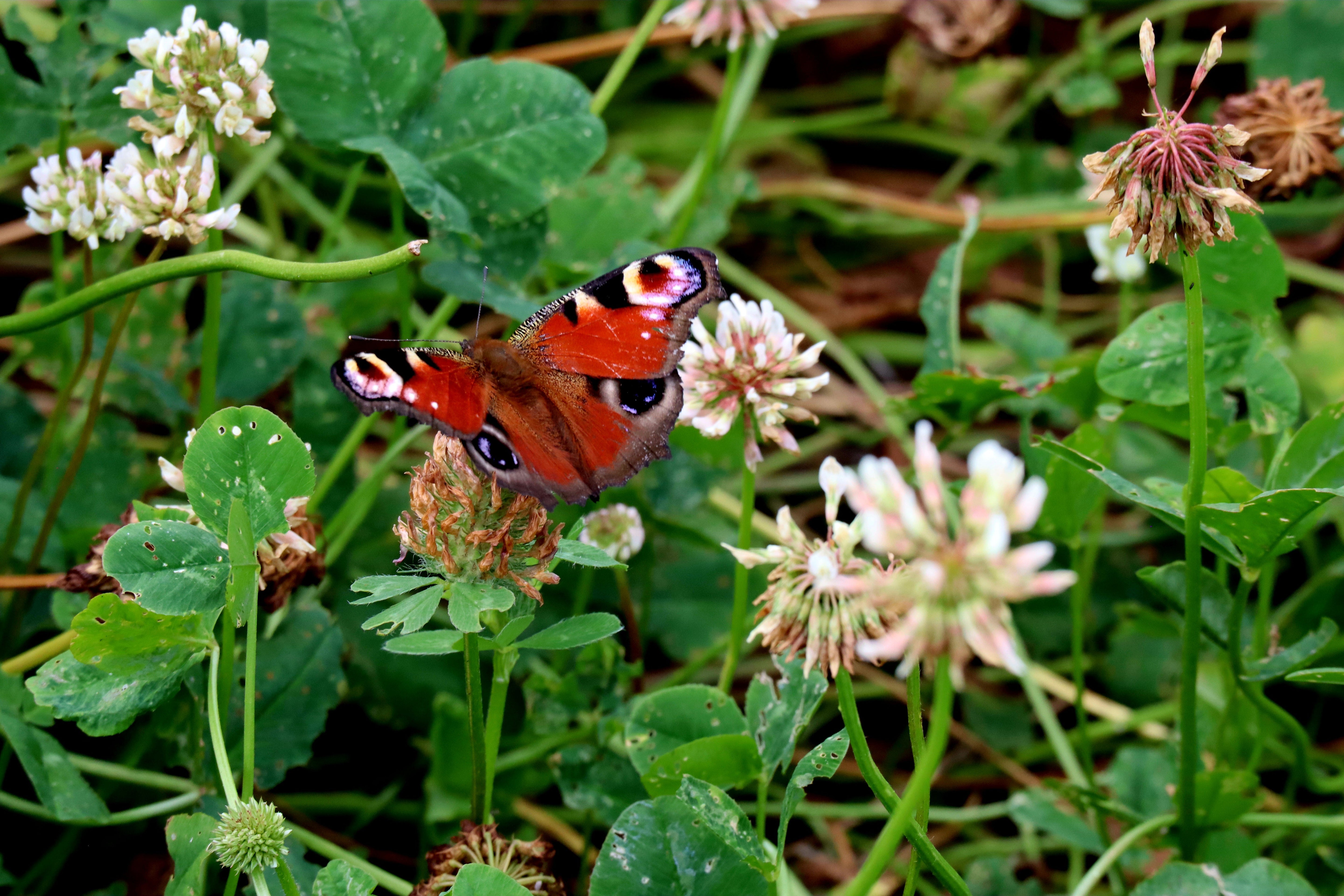 (On)kruid van boeren voor de samenleving